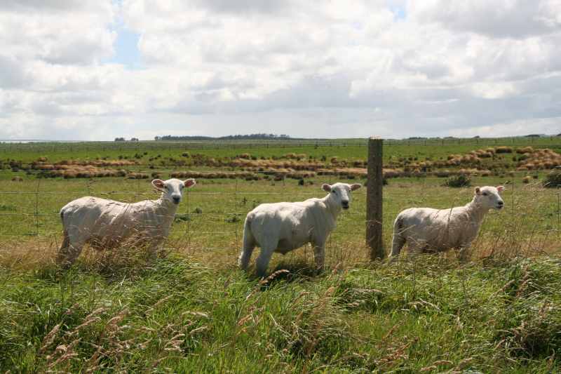 Nieuw-Zeeland 2011 - 1785
